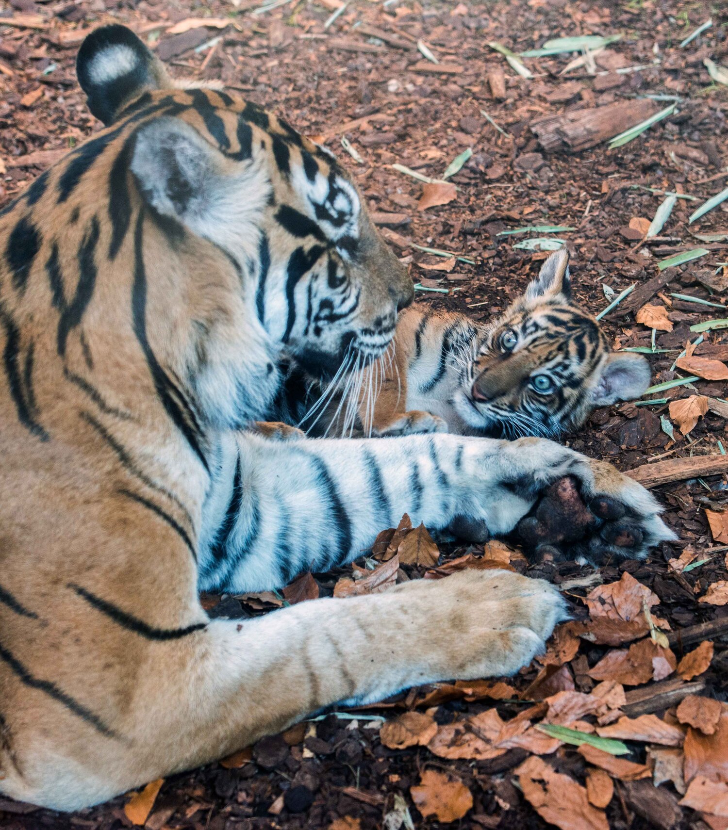 Sumatra-Tiger-Nachwuchs