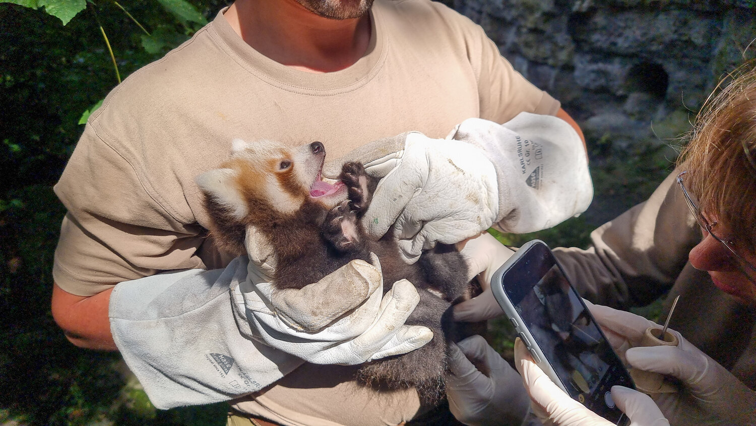 Roter-Panda-Nachwuchs