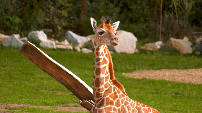Giraffen-Jungtier Odin