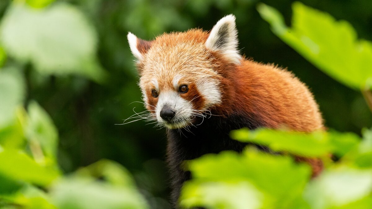 Rosamond Gifford Zoo feiert Tag des Roten Pandas mit Nachwuchs - Red  Pandazine