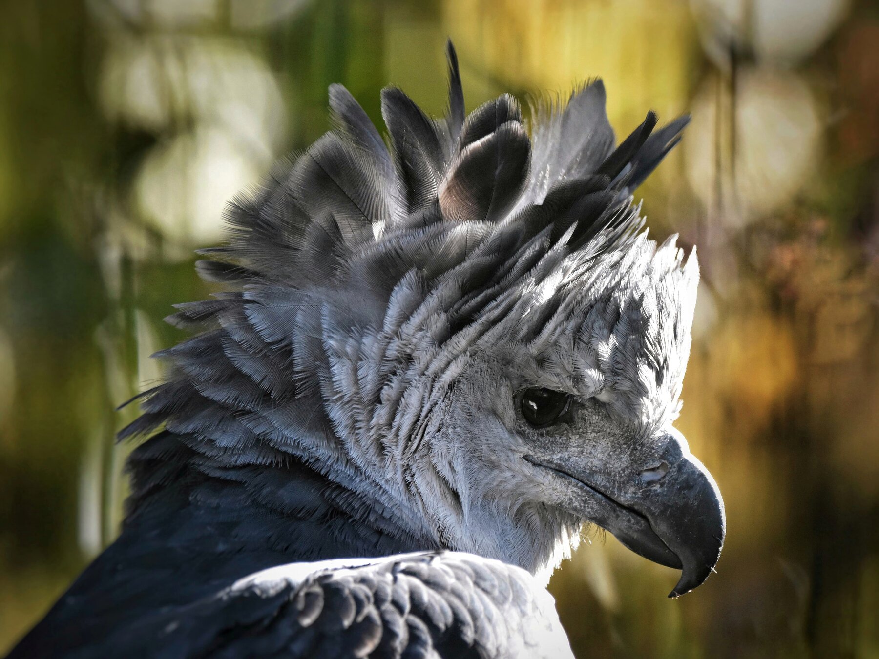Harpy eagle – Tierpark Berlin