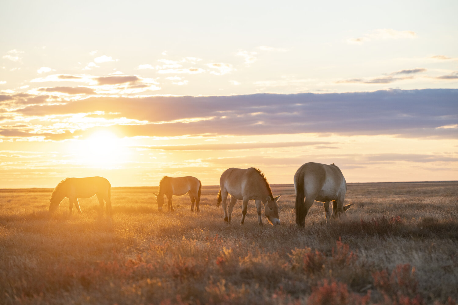 Przewalskipferde_DanielRosengren_ZGF