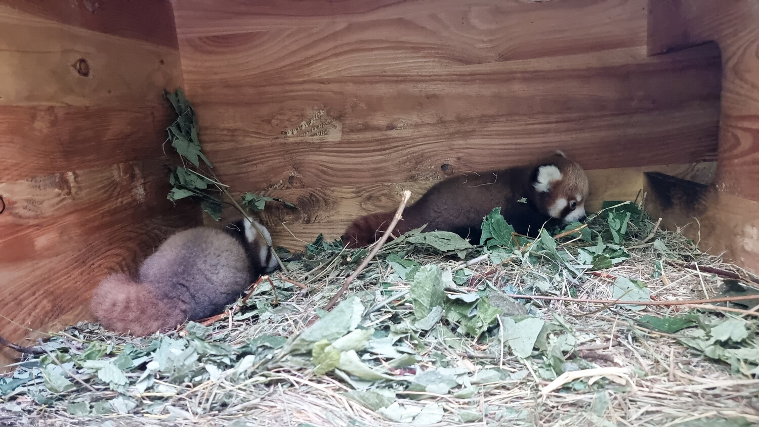 Roter-Panda-Nachwuchs