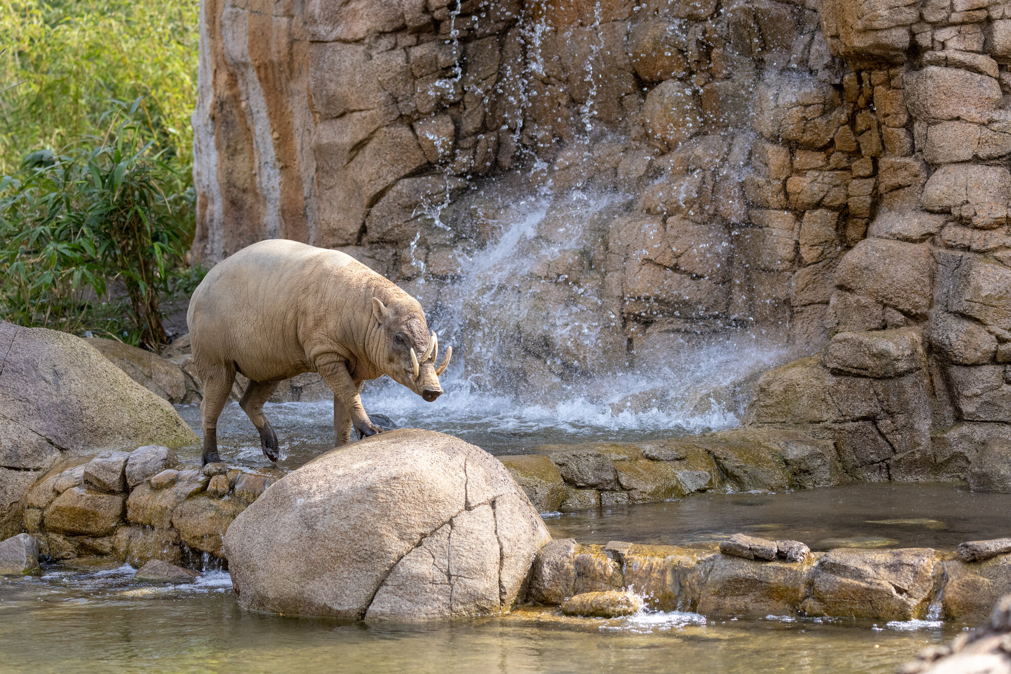 Berlin Zoo Oder Tierpark Was Ist Schöner