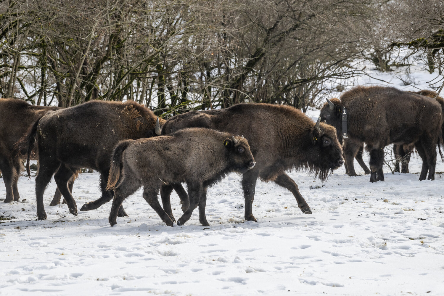 Wisent-Auswilderung © Emil Khalilov WWF