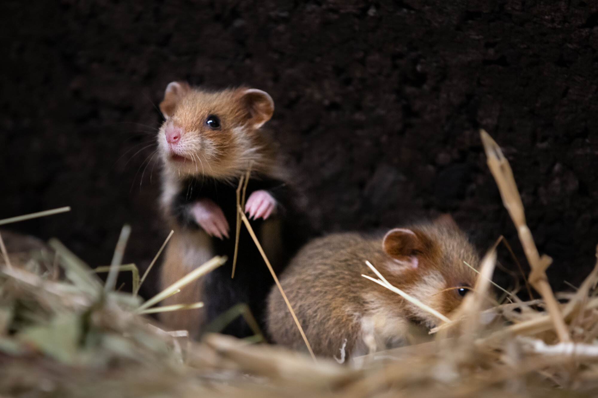 Will Pet Hamsters Released Into The Wild Survive?