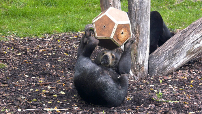 Malaienbär mit Enrichment