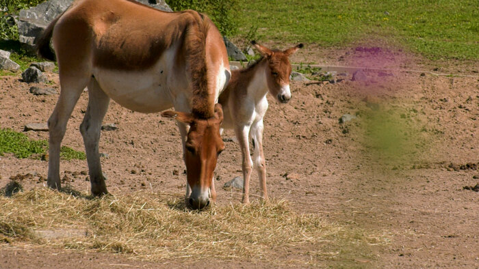 Nachwuchs bei den Östlichen Kiangs