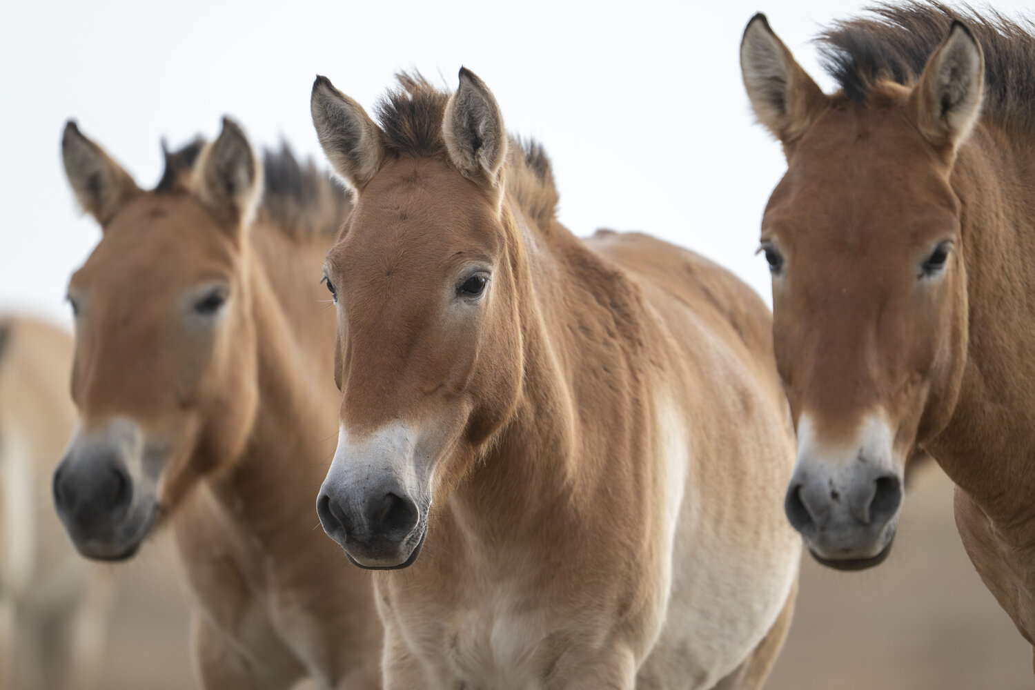 Przewalskipferde_DanielRosengren_ZGF