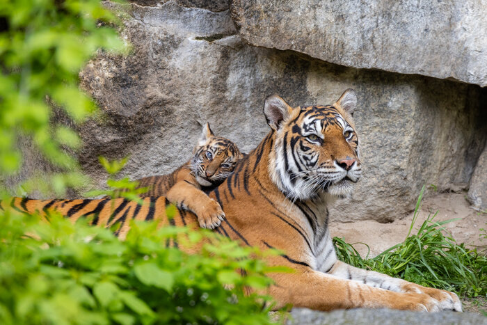 Sumatra-Tiger Mayang mit Nachwuchs