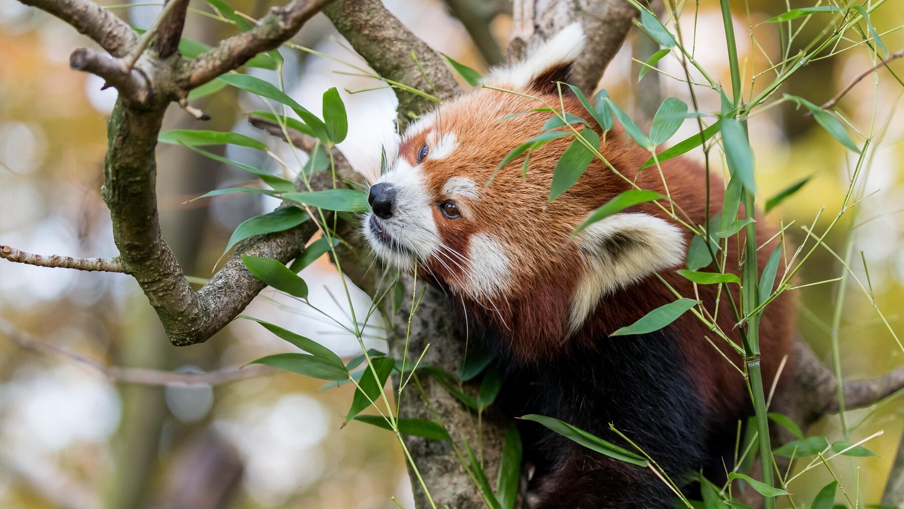 en kreditor brugervejledning serviet Red Panda – Tierpark Berlin