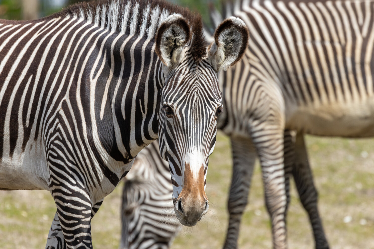 Grevy-Zebra