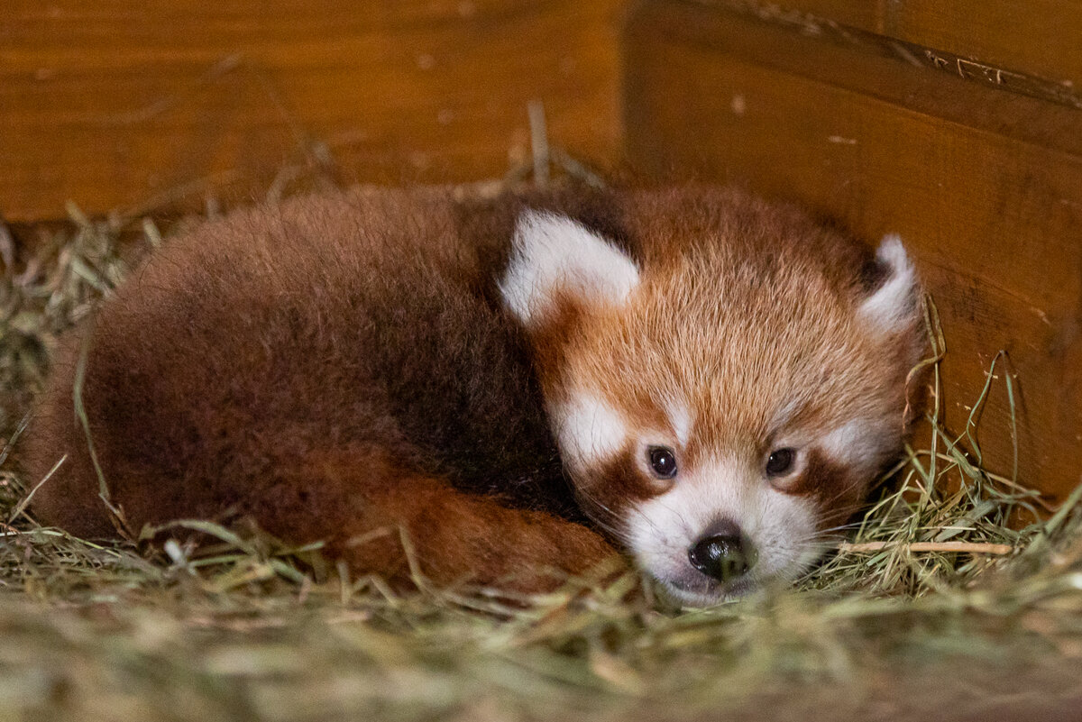 Roter Panda – Zoo Berlin