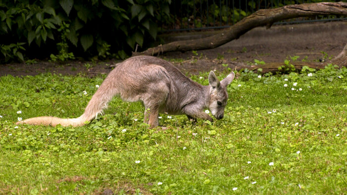 Bergkänguru-Jungtier