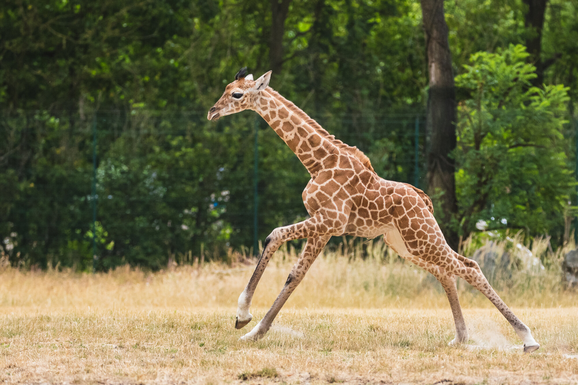 40502 Kleine Giraffe Zoo für Tierpark Safari 