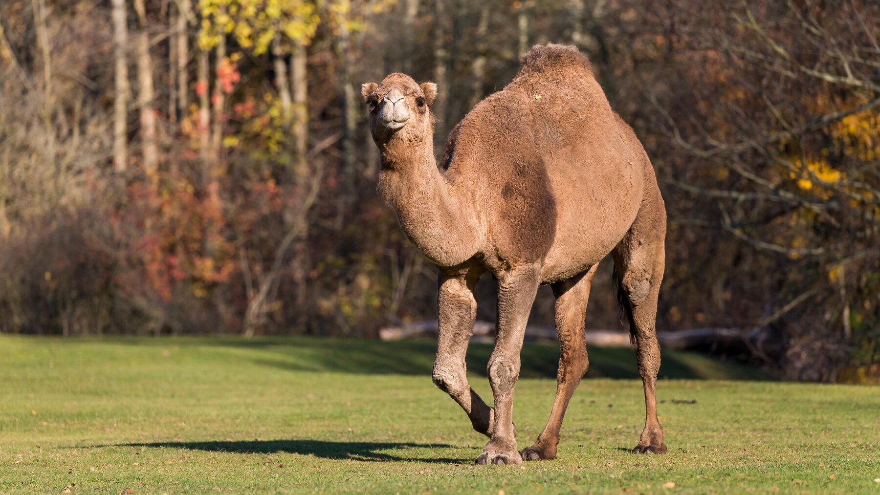 Domestic Arabian Camel – Tierpark Berlin