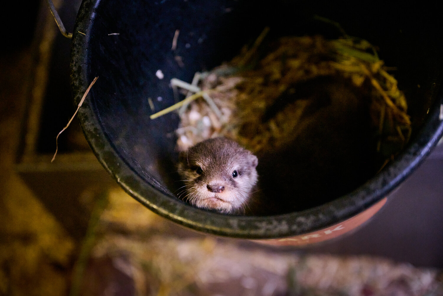 Otter-Nachwuchs
