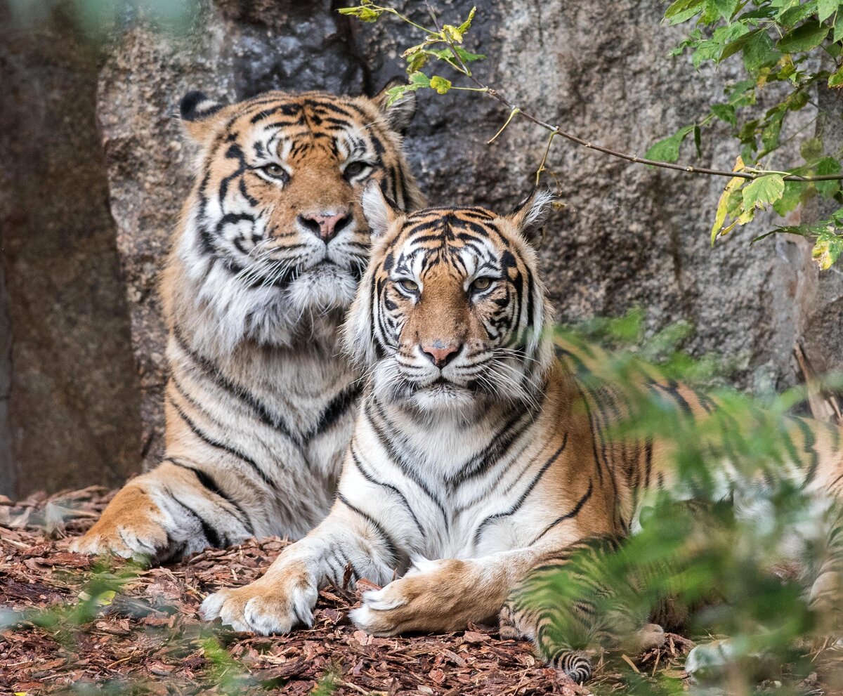 Berlin Zoo Oder Tierpark Was Ist Schöner www.tierpark-berlin.de