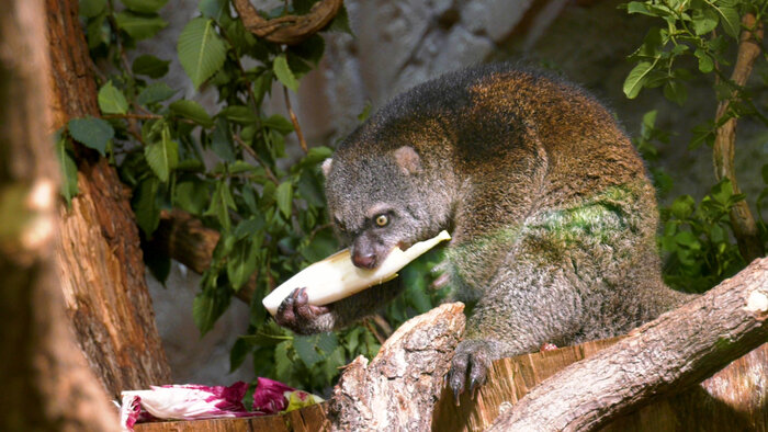 Bärenkuskus im Tierpark Berlin