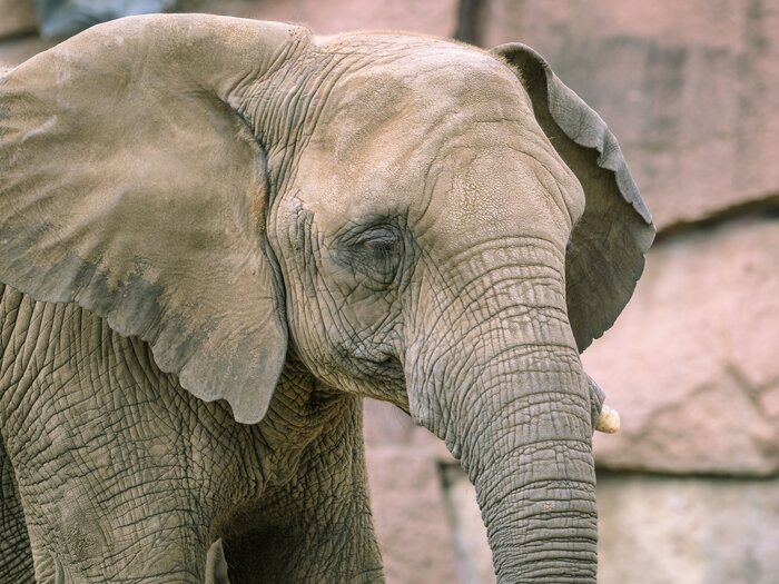 Afrikanischer Elefant_Pori_(c)TierparkBerlin