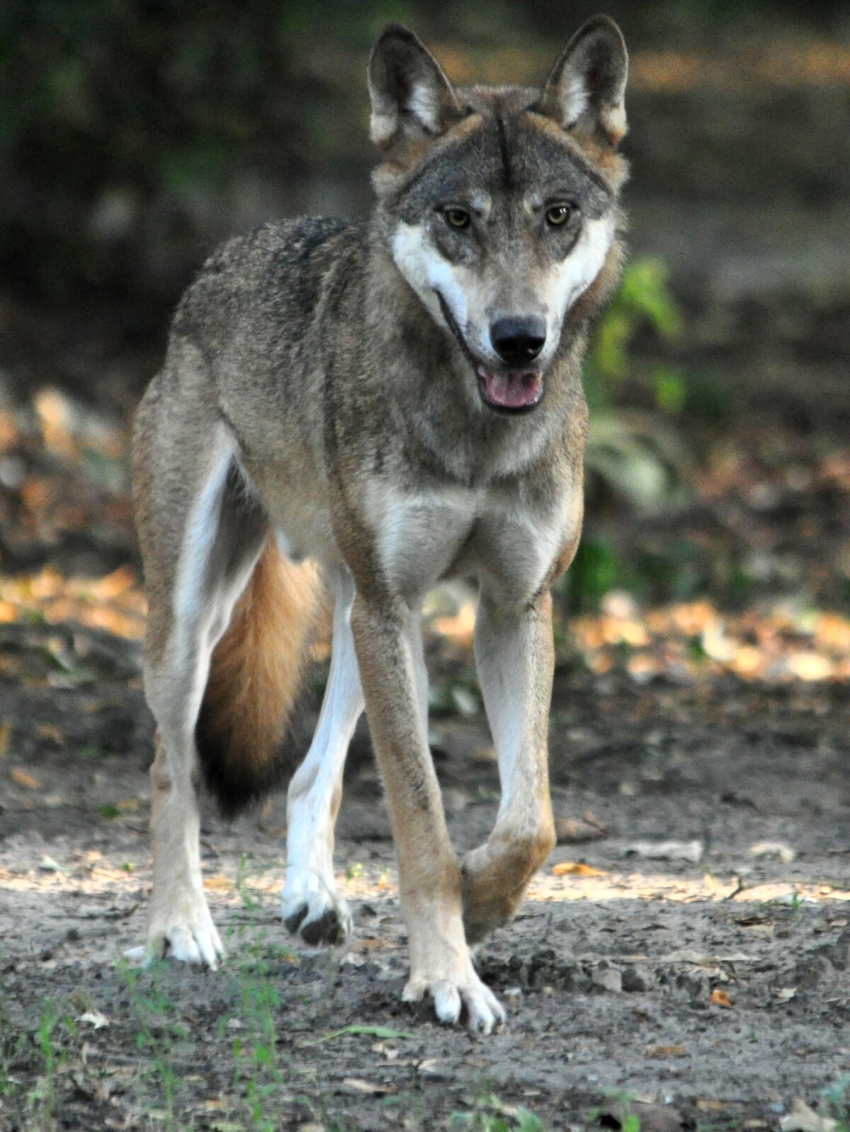 The Call of the Wolves Again Sounds Through the Tierpark! – Zoo Berlin