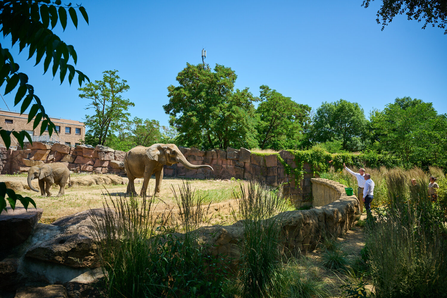 Afrikanische Elefanten_Tierpark Berlin