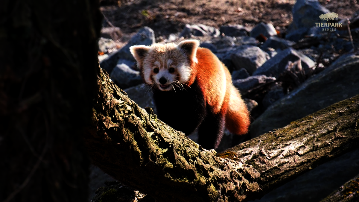 A new home for the red pandas at Tierpark Berlin – Zoo Berlin