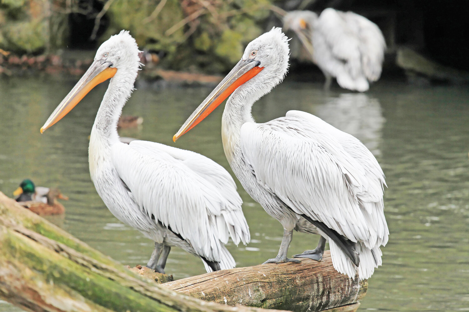 Neues Zuhause F r Pelikane Und Flamingos Zoo Berlin