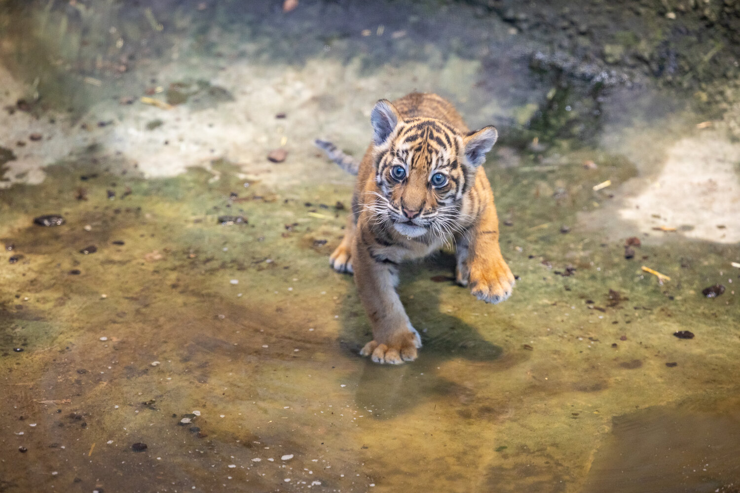 Tiger Lilly_Tierpark Berlin