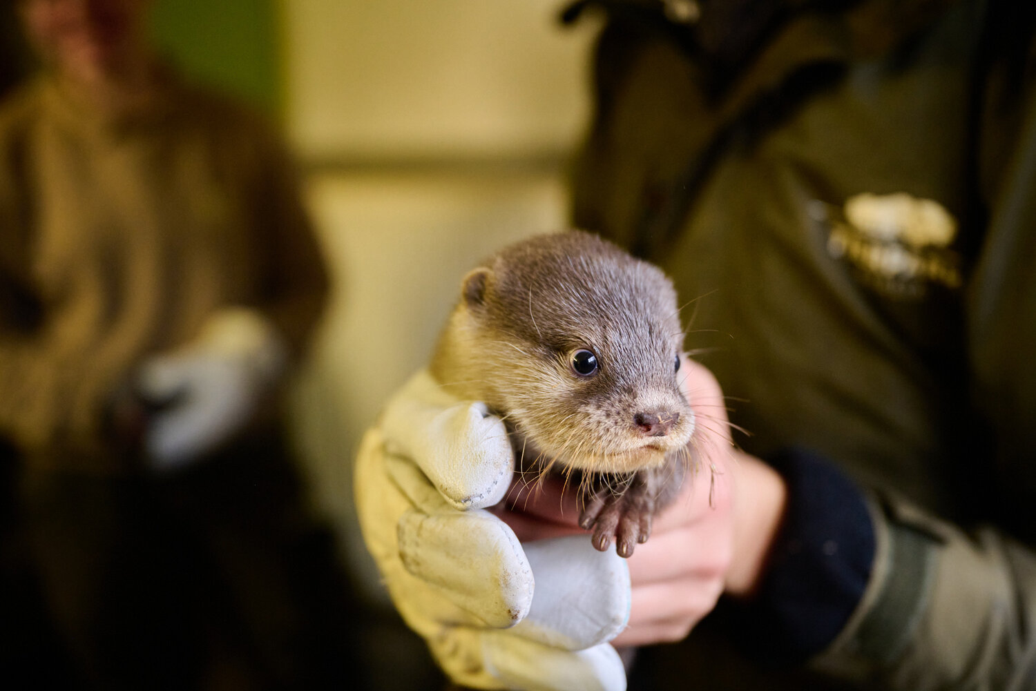 Otter-Nachwuchs