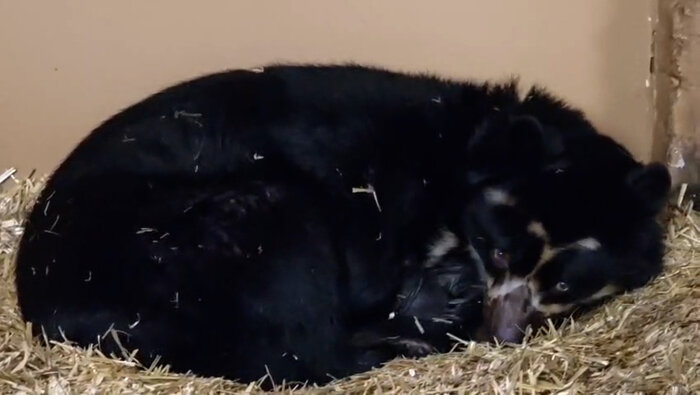 Brillenbär Tinka mit Jungtier