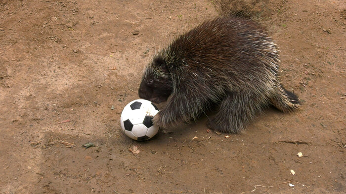 Baumstachler mit Fußball