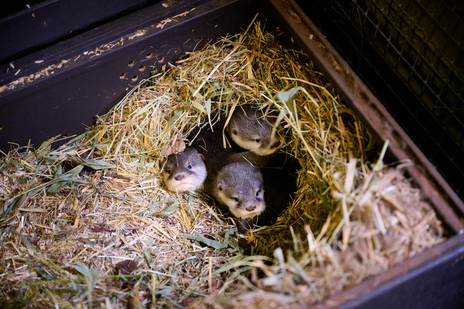 Otter-Nachwuchs