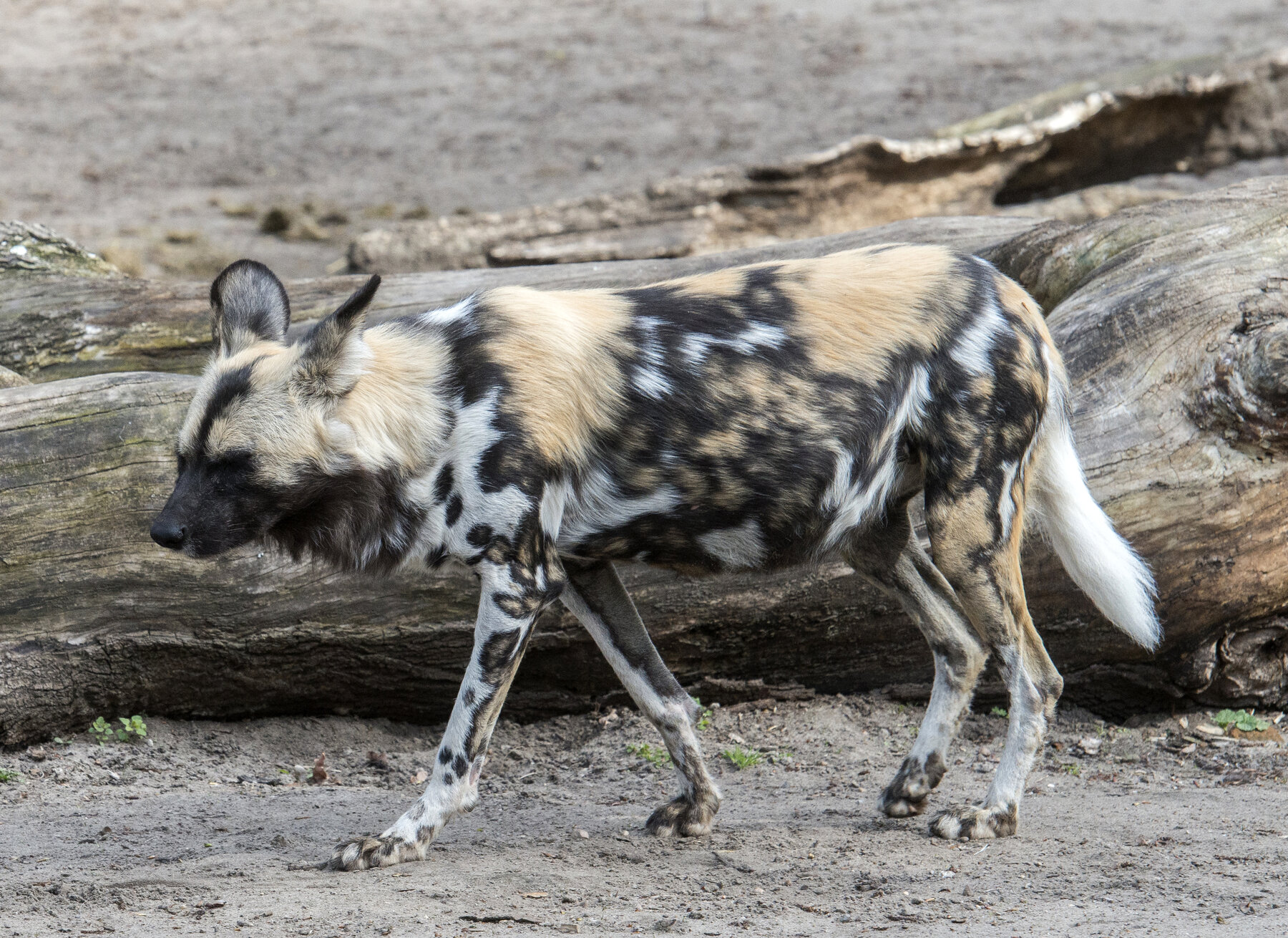 [Translate to English:] Afrikanischer Wildhund