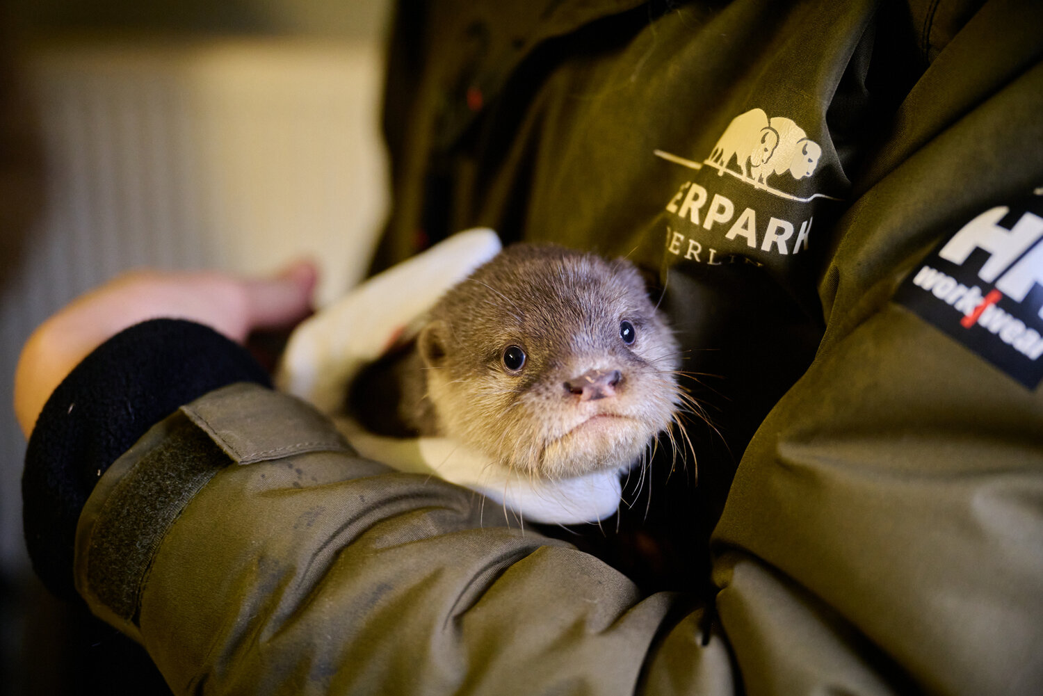 Otter-Nachwuchs