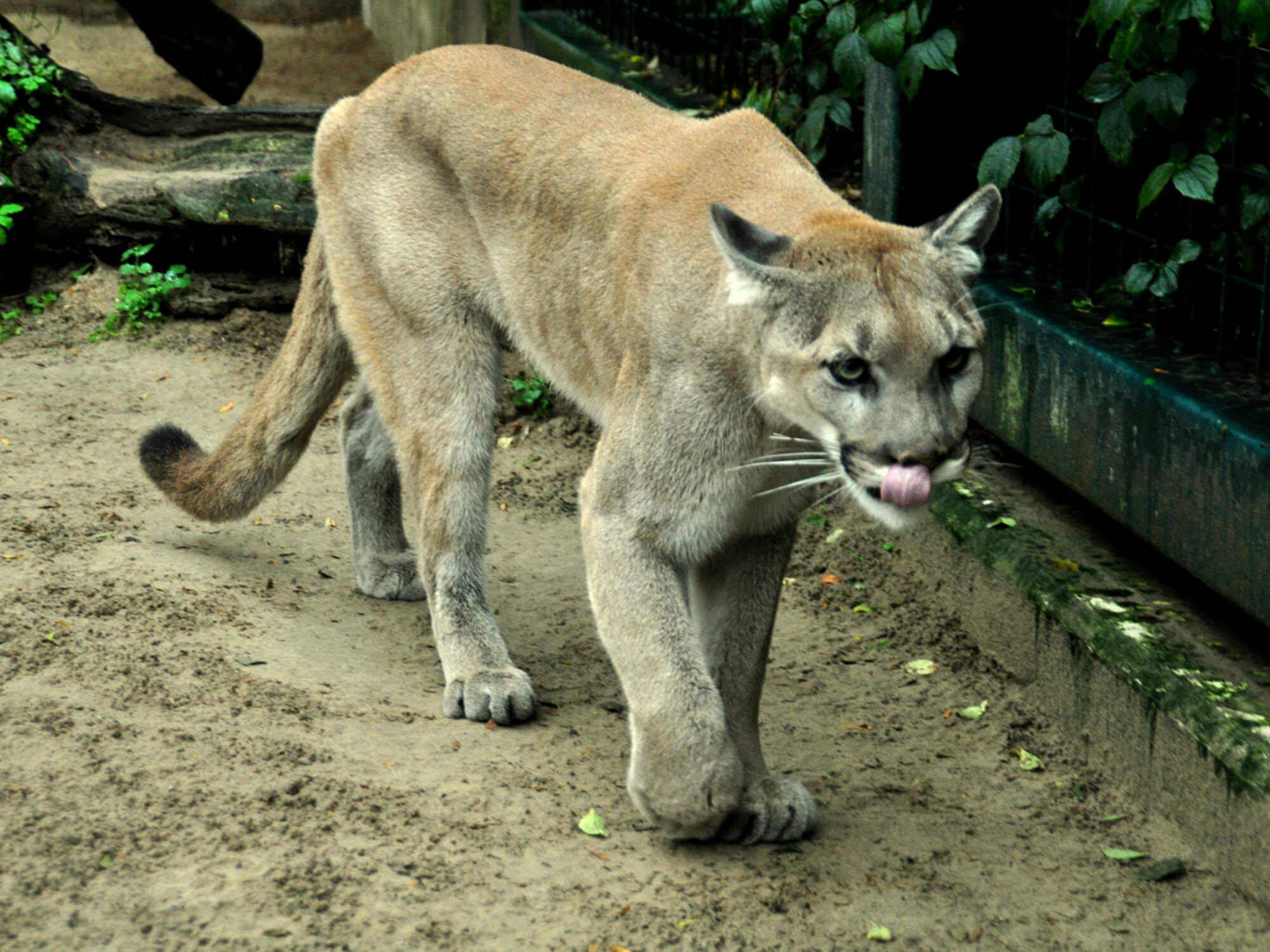 besluiten Ru gezantschap Pumas gut im Zoo Pilsen angekommen – Zoo Berlin