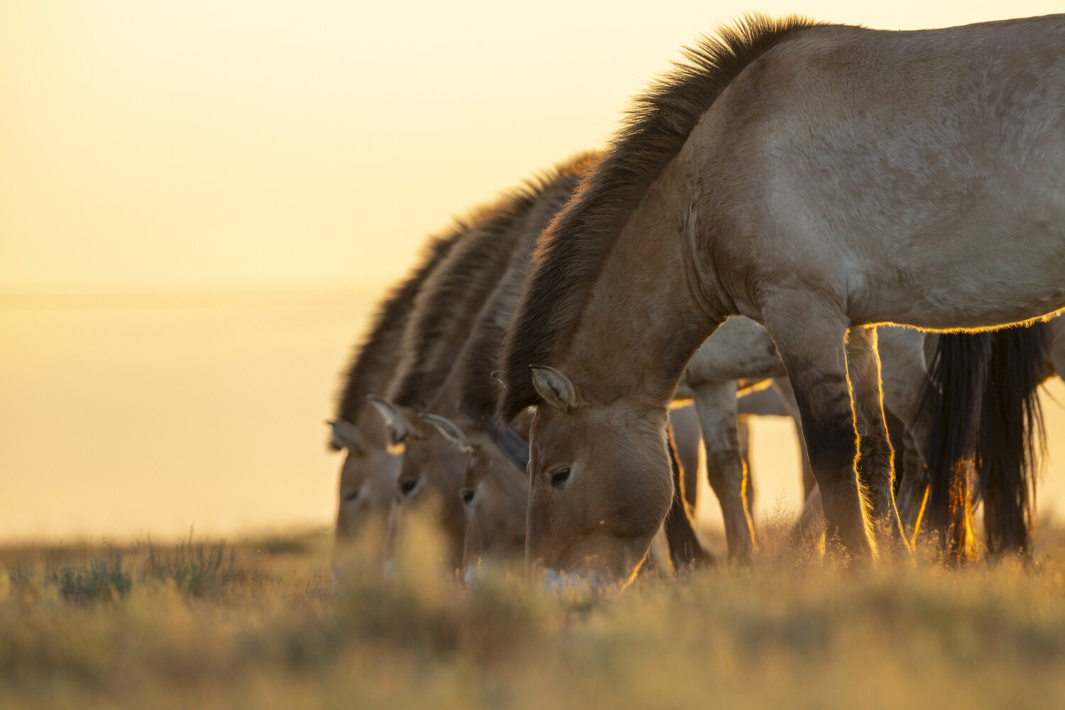 Przewalski-Pferde