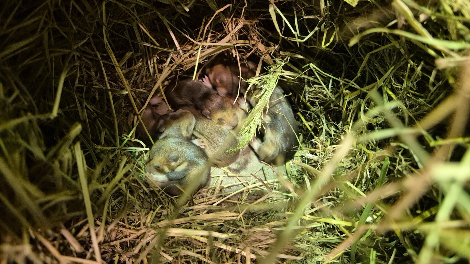 Feldhamster-Nachwuchs