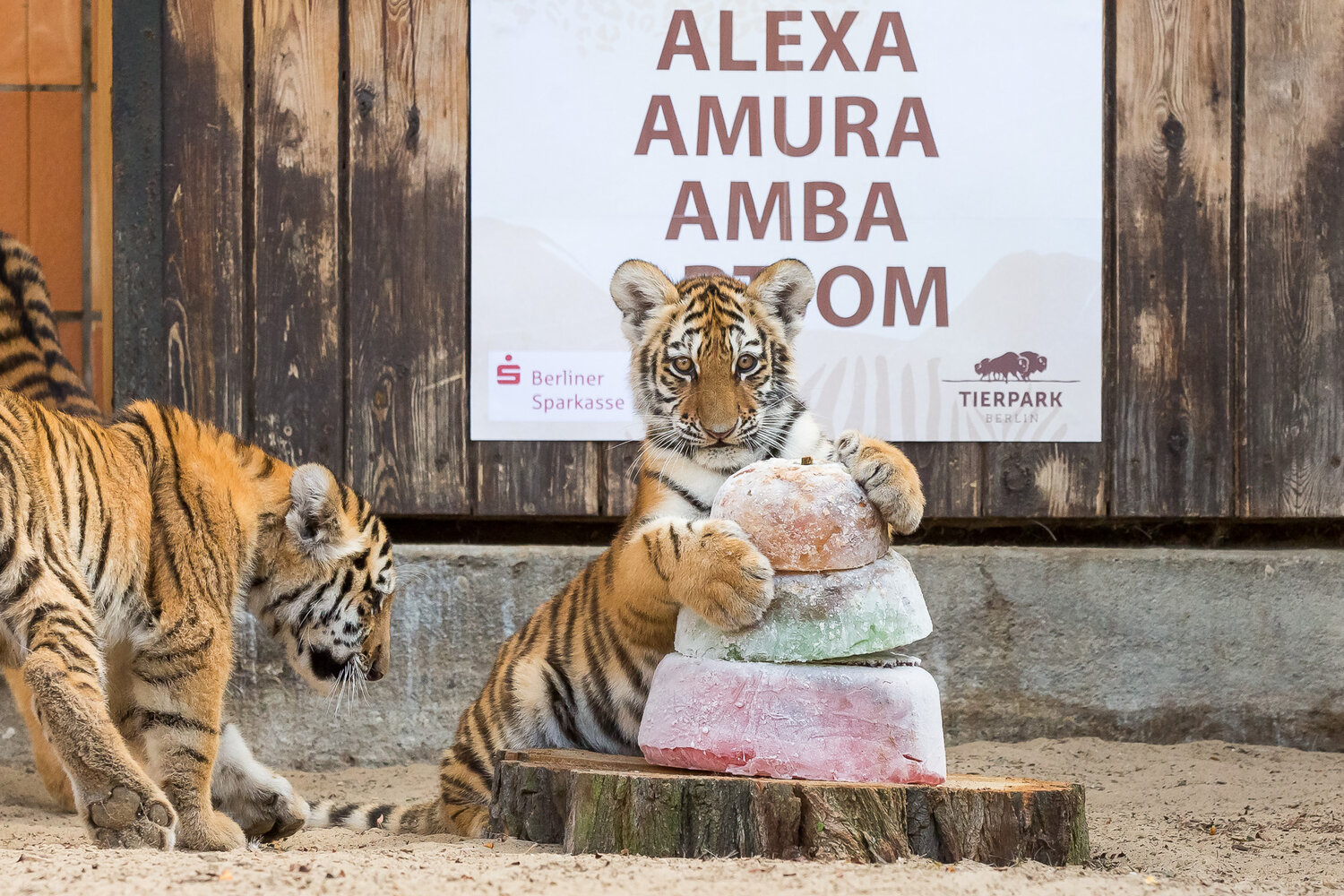 Tiger Babys Tierpark Berlin: Taufe mit Eistorte
