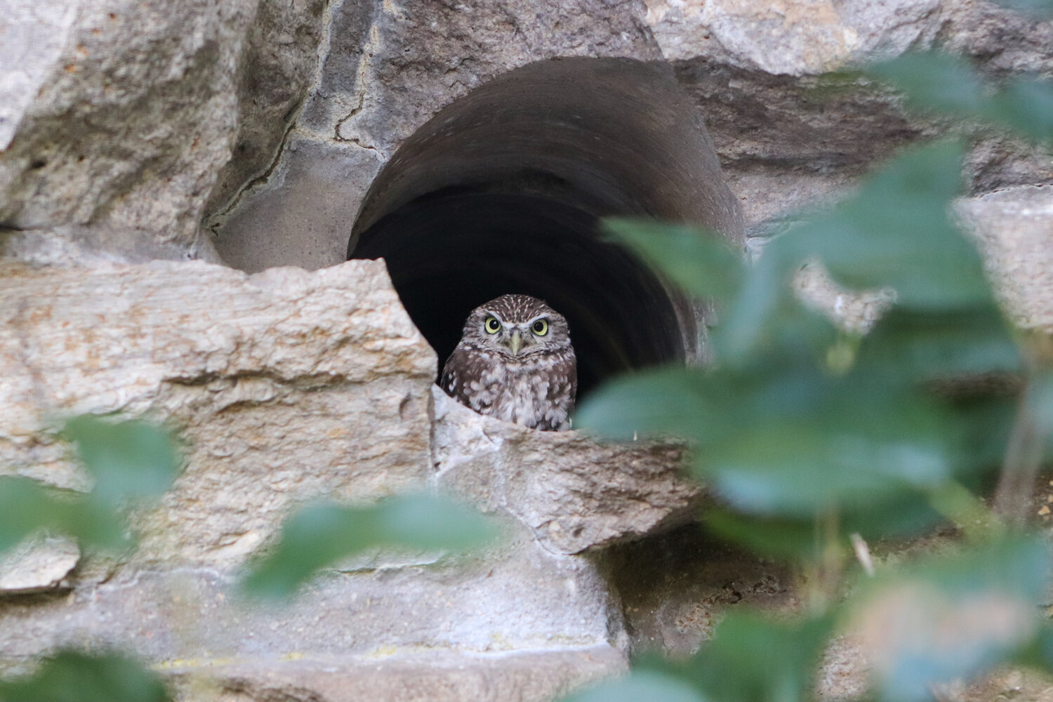 Steinkauz im Tierpark Berlin