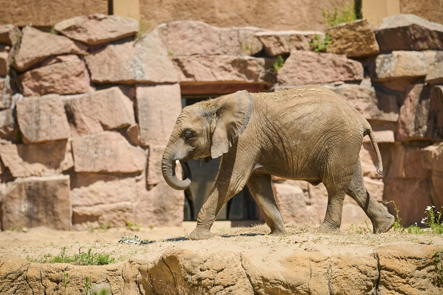 Afrikanische Elefanten_Tierpark Berlin