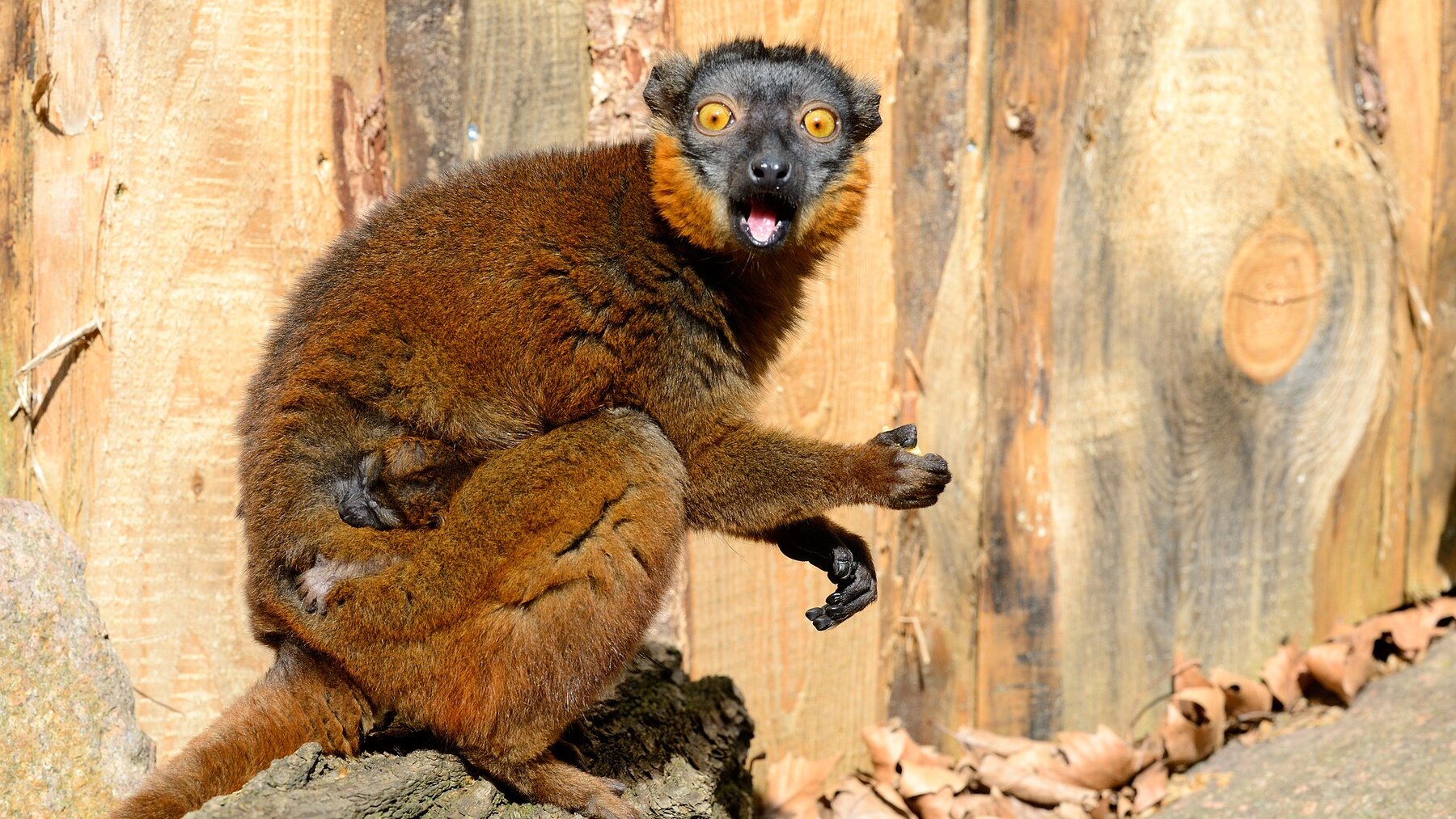 Collared Brown Lemur – Tierpark Berlin