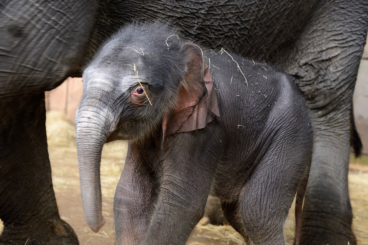 Baby Elefant Tierpark Berlin