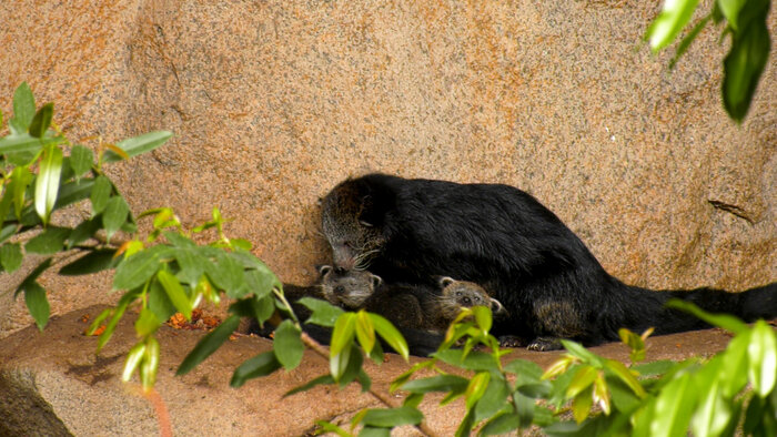 Binturong-Jungtiere