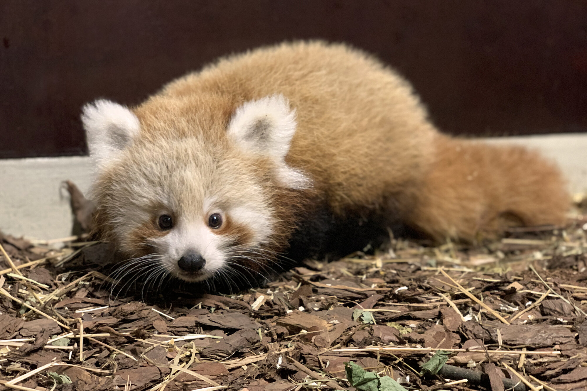 Kleiner Roter Panda sucht Namen! – Zoo Berlin