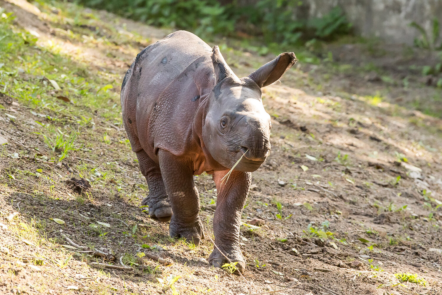 [Translate to English:] Panzernashorn Baby im Tierpark Berlin