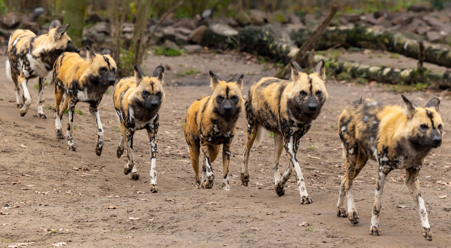Afrikanische Wildhunde
