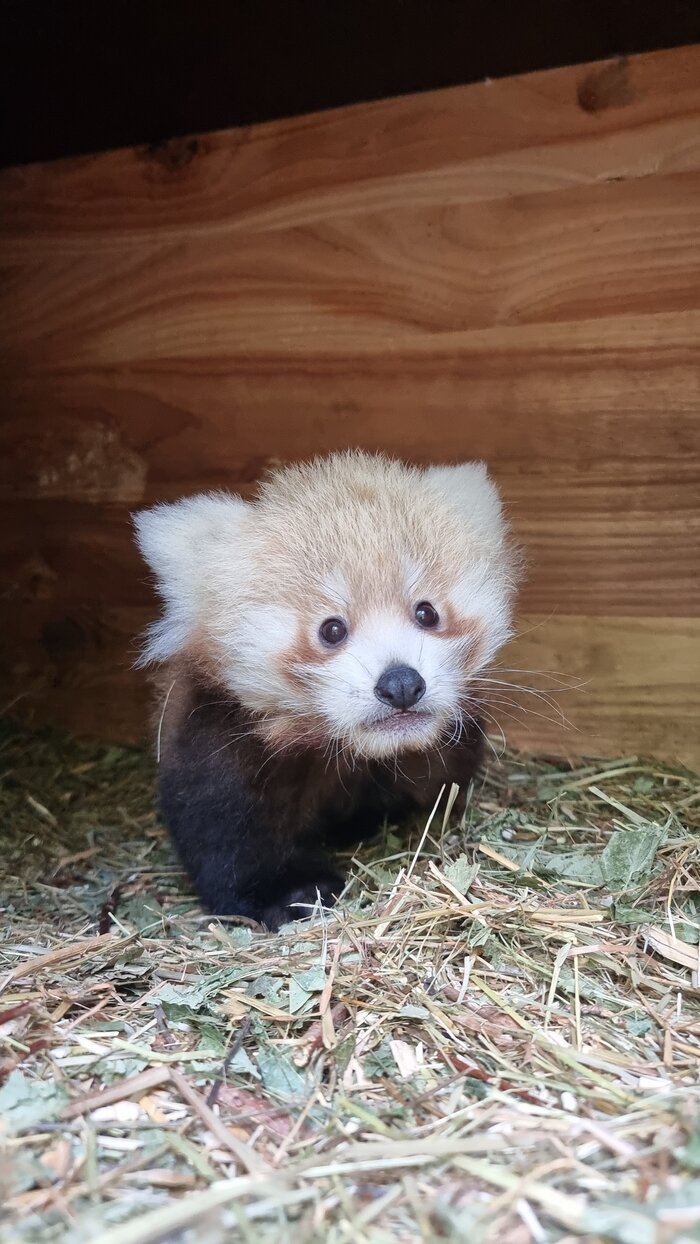 Nachwuchs Roter Panda