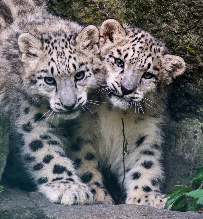 Snow leopards Tierpark Berlin
