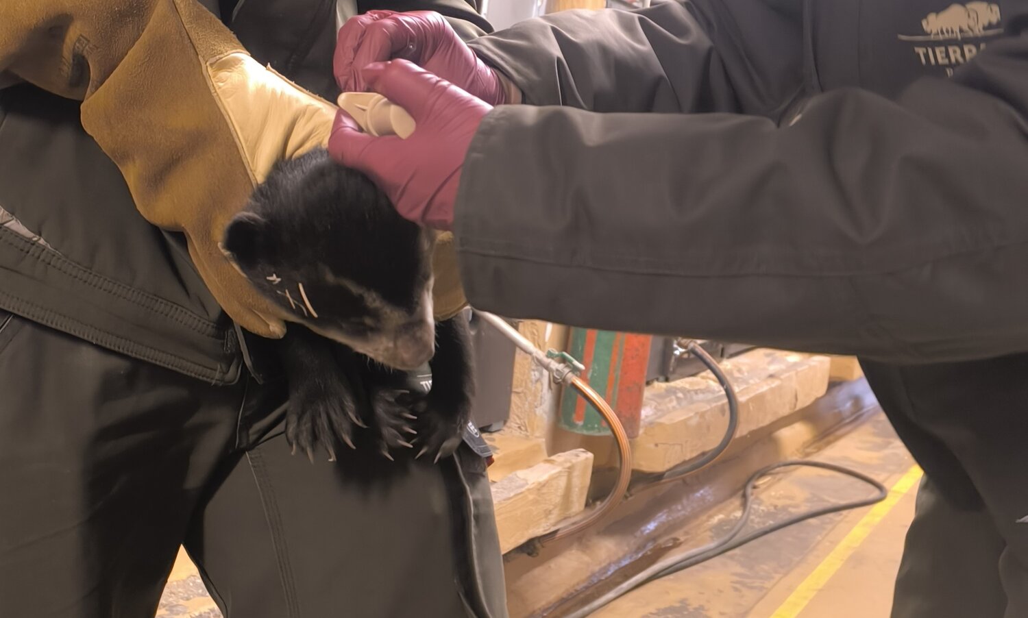 Brillenbär_Impfung_TierparkBerlin